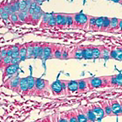HAEMATOLOGY & HISTOLOGY