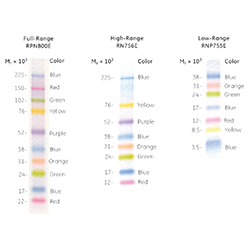 MOLECULAR WEIGHT MARKERS