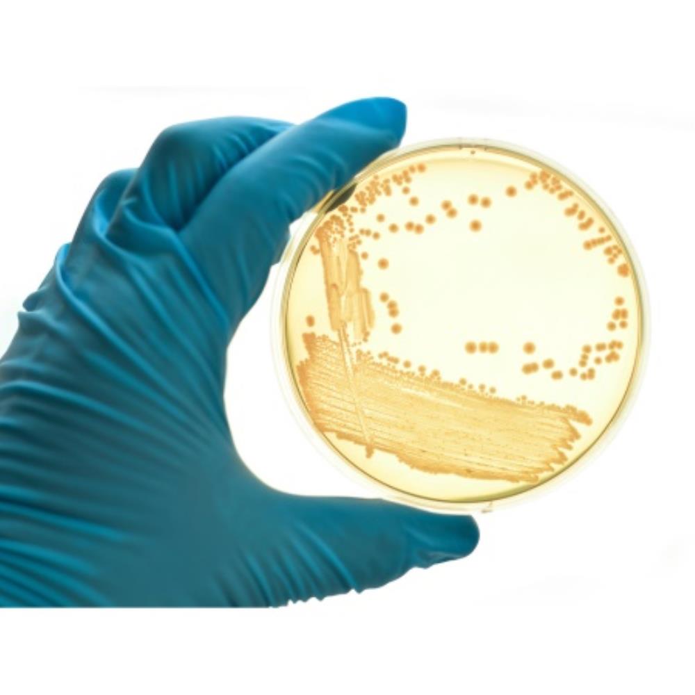 Thermo Scientific Oxoid Agar B | LP011B | OXOID | SLS Ireland
