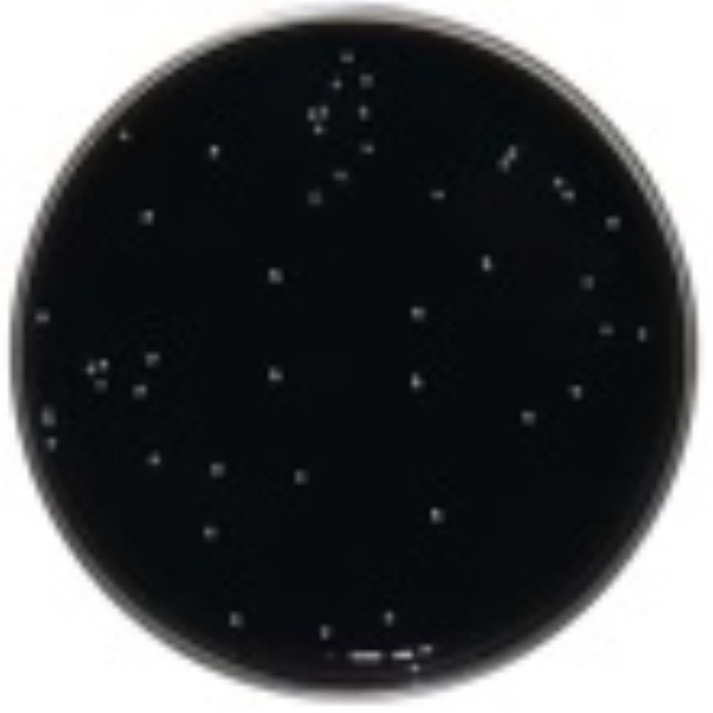 MED1176 Image